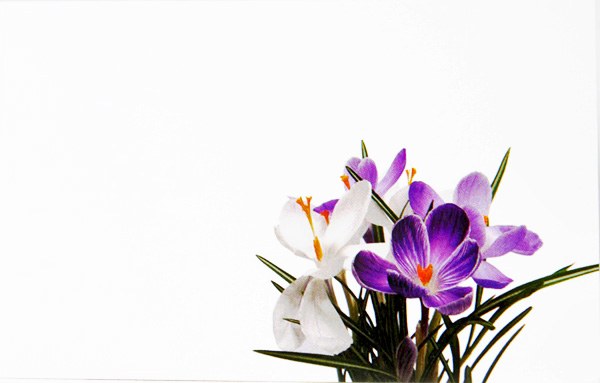 Picture of Florist Cards Small White/Purple x 50pcs